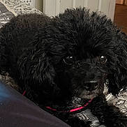 Sabrina joined the competition — help win amazing prizes! dog, black_dog, curly_fur, pet, indoor, bedspread, resting, close_up, animal, collar, cute, small_dog, fur, eyes, domestic_animal, cozy, portrait, laying_down, comfortable, home