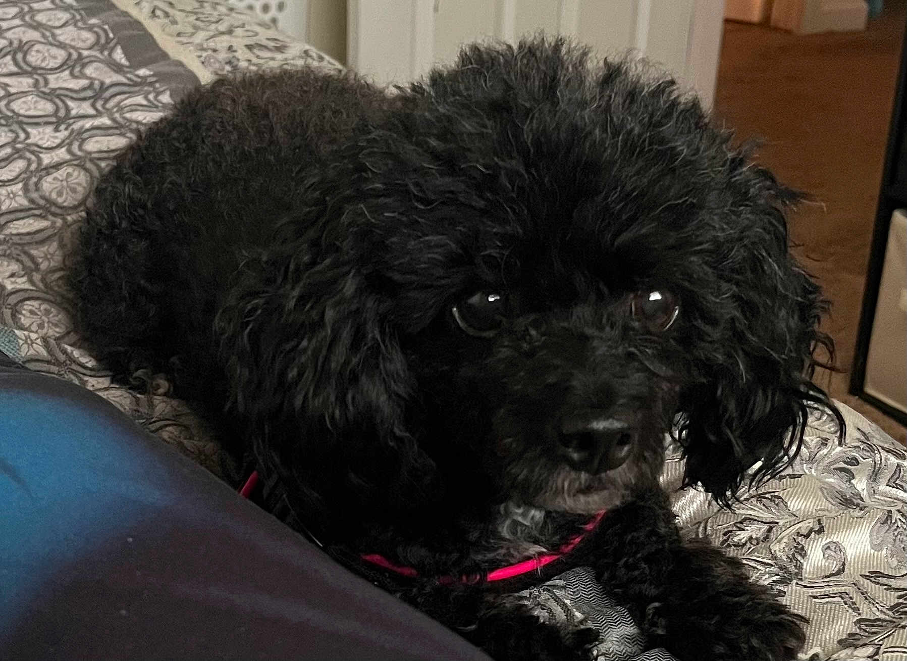 Sabrina joined the competition — help win amazing prizes! dog, black_dog, curly_fur, pet, indoor, bedspread, resting, close_up, animal, collar, cute, small_dog, fur, eyes, domestic_animal, cozy, portrait, laying_down, comfortable, home