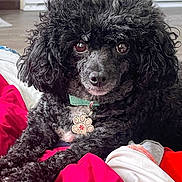 Sabrina is registered to the contest to win money with this photo: animal, black_dog, blanket, canine, collar, companion, curly_fur, cute, dog, domestic_animal, fur, indoors, looking_at_camera, lying_down, pet, poodle, portrait, red_blanket, tag, white_blanket