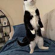Sassy joined the competition — help win amazing prizes! alert, black_and_white, blanket, blue_blanket, cat, couch, feline, funny_pose, green_eyes, home_decor, indoors, living_room, pet, pillow, portrait, shelf, standing, tuxedo_cat, upright, whiskers