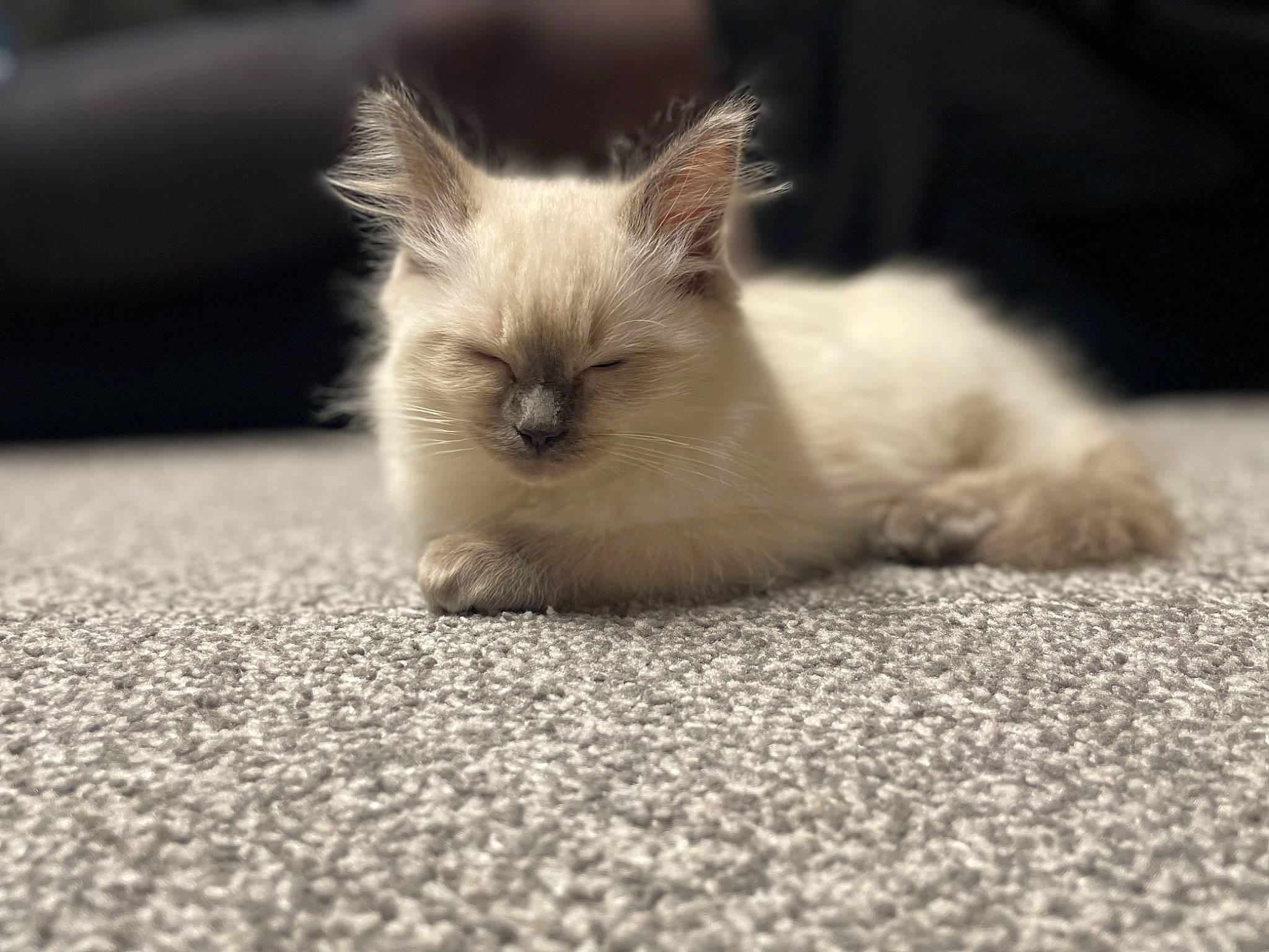 Sylvie is registered to the contest to win money with this photo: birman, carnivore, cat, claw, close_up, comfort, eye, fawn, felidae, flooring, fur, paw, siamese, small_to_medium_sized_cats, snout, tail, terrestrial_animal, whiskers