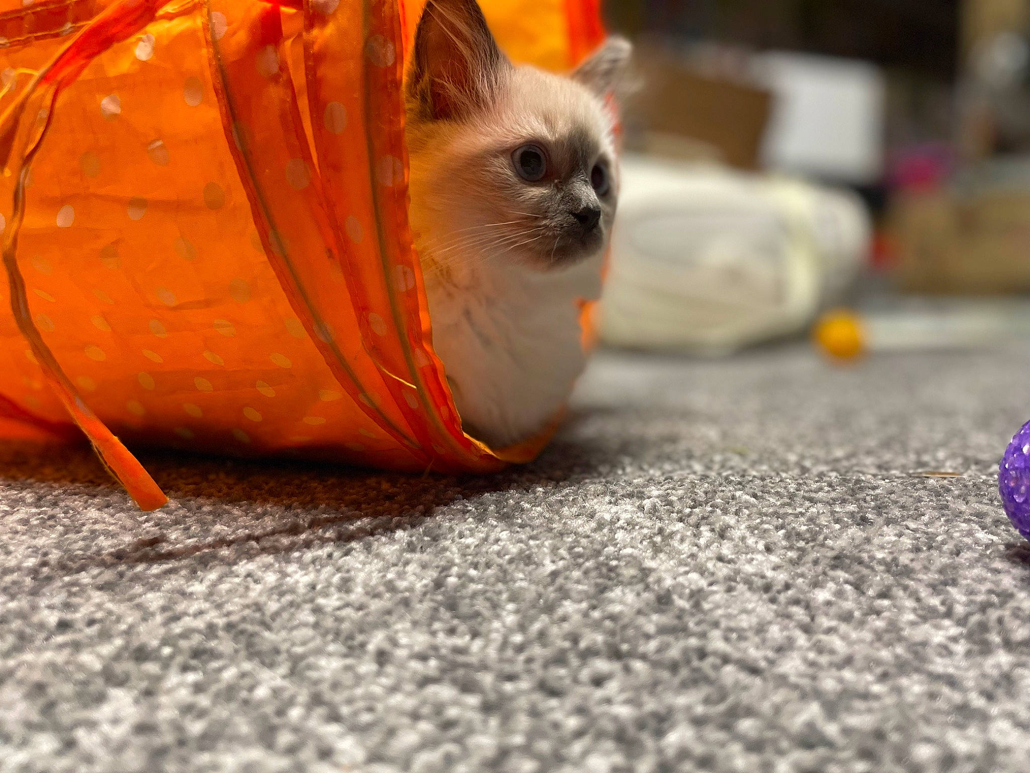 Sylvie is registered to the contest to win money with this photo: asphalt, calabaza, carnivore, cat, fawn, felidae, flooring, fur, gourd, orange, plant, pumpkin, road_surface, siamese, small_to_medium_sized_cats, snout, tail, vegetable, whiskers, wood