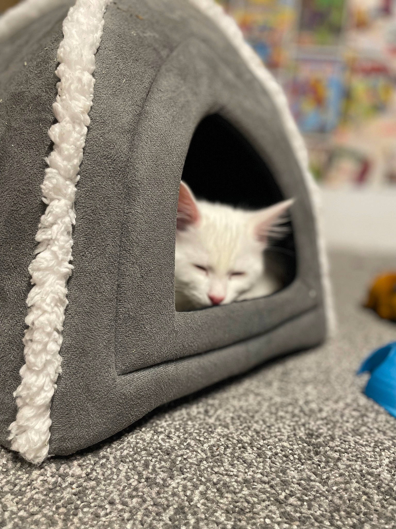 Sylvie joined the competition — help win amazing prizes! bag, carnivore, cat, cat_bed, comfort, domestic_short_haired_cat, fashion_accessory, felidae, fur, grey, linens, pattern, paw, small_to_medium_sized_cats, tail, whiskers, wood, wool, woolen, woven_fabric