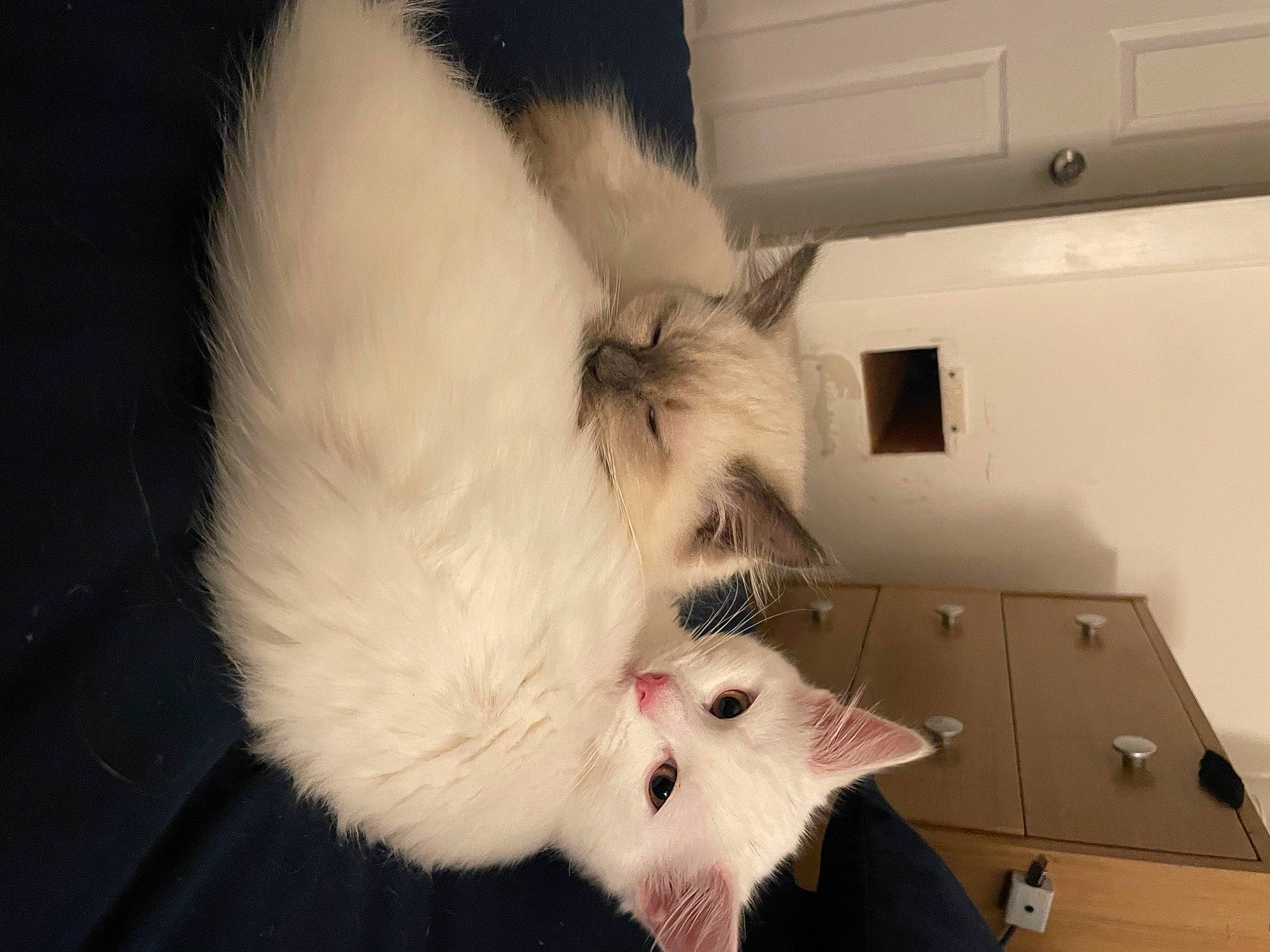 Sylvie is registered to the contest to win money with this photo: canidae, carnivore, cat, claw, companion_dog, dog_breed, domestic_short_haired_cat, fang, fawn, felidae, flooring, fur, hardwood, paw, small_to_medium_sized_cats, snout, sporting_group, tail, whiskers, wood