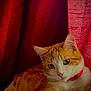 cat, orange_cat, white_cat, pet, animal, feline, collar, red_collar, indoor, curtains, red_curtains, relaxed, portrait, closeup, whiskers, paw, fur, cute, domestic_cat, resting