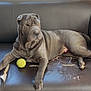 dog, couch, leather, tennis_ball, indoor, pet, relaxing, gray, wrinkled, paw, floor, furniture, domestic_animal, canine, resting, household, side_view, animal, living_room, toy