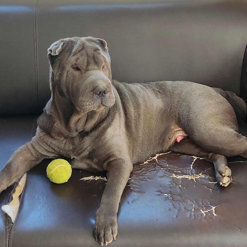 Rudolf participe au concours pour gagner de l'argent avec cette photo : animal, canine, couch, dog, domestic_animal, floor, furniture, gray, household, indoor, leather, living_room, paw, pet, relaxing, resting, side_view, tennis_ball, toy, wrinkled