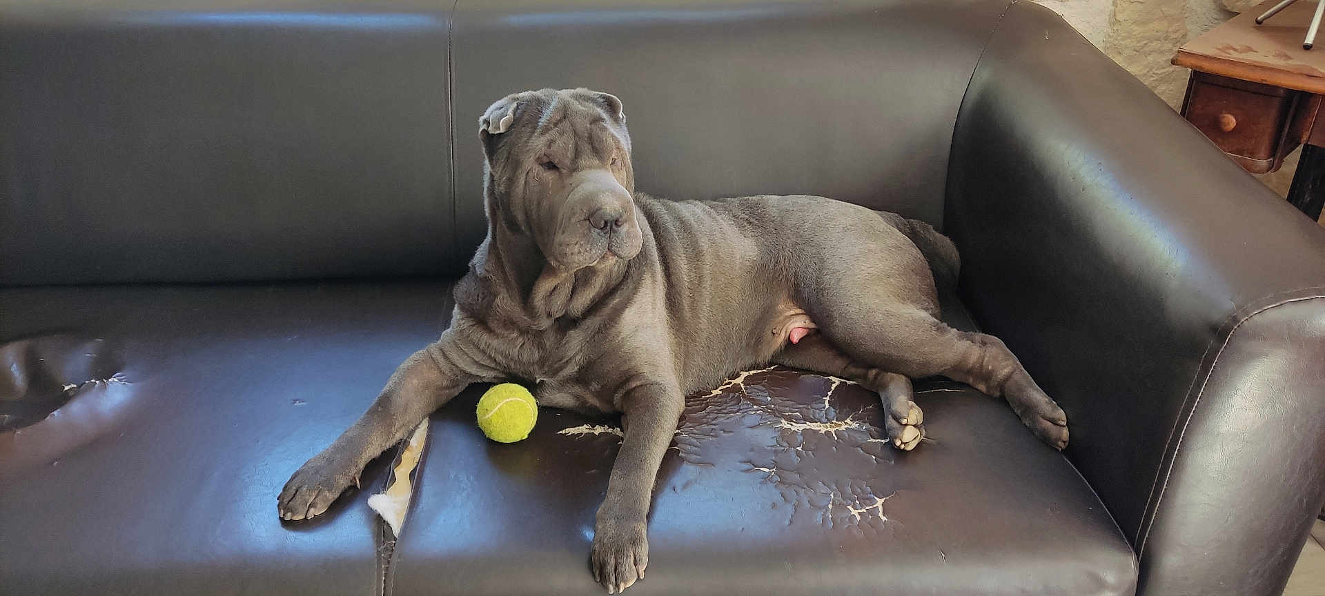 Rudolf participe au concours pour gagner de l'argent avec cette photo : dog, couch, leather, tennis_ball, indoor, pet, relaxing, gray, wrinkled, paw, floor, furniture, domestic_animal, canine, resting, household, side_view, animal, living_room, toy