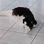 Salie a rejoint le concours — aidez-le/la à gagner de superbes lots ! cat, black, white, lying, floor, tile, pet, animal, indoor, feline, relaxed, blurred, fur, domestic, resting, quiet, home, cute, small, soft