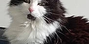 Salie participe au concours pour gagner de l'argent avec cette photo : cat, black_and_white, fluffy, pet, animal, feline, whiskers, ears, fur, face, relaxed, indoor, blanket, close_up, cute, portrait, domestic_animal, sleepy, cozy, resting