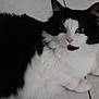 Salie a rejoint le concours — aidez-le/la à gagner de superbes lots ! cat, black_and_white, fluffy, pet, indoor, floor, tile, animal, feline, cute, fur, whiskers, relaxed, lying_down, closeup, domestic, portrait, eyes, pink_nose, calm