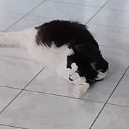 Salie participe au concours pour gagner de l'argent avec cette photo : cat, black, white, lying, floor, tile, pet, animal, indoor, feline, relaxed, blurred, fur, domestic, resting, quiet, home, cute, small, soft