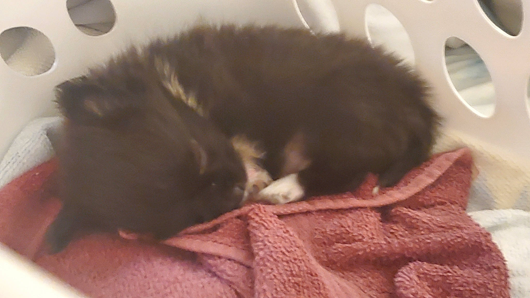 Otto Apocalypse is registered to the contest to win money with this photo: canidae, carnivore, cat, claw, comfort, companion_dog, dog_breed, felidae, fur, nap, paw, sleep, small_to_medium_sized_cats, sporting_group, tail, terrestrial_animal, whiskers