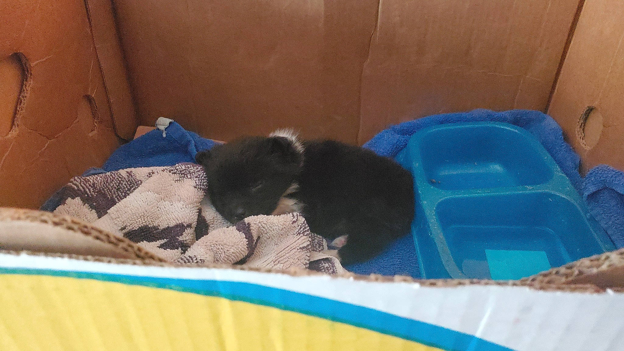 Otto Apocalypse joined the competition — help win amazing prizes! canidae, carnivore, comfort, companion_dog, dog, dog_breed, dog_supply, electric_blue, linens, mammal, nap, pet_supply, rectangle, sporting_group, terrestrial_animal, vertebrate, working_animal