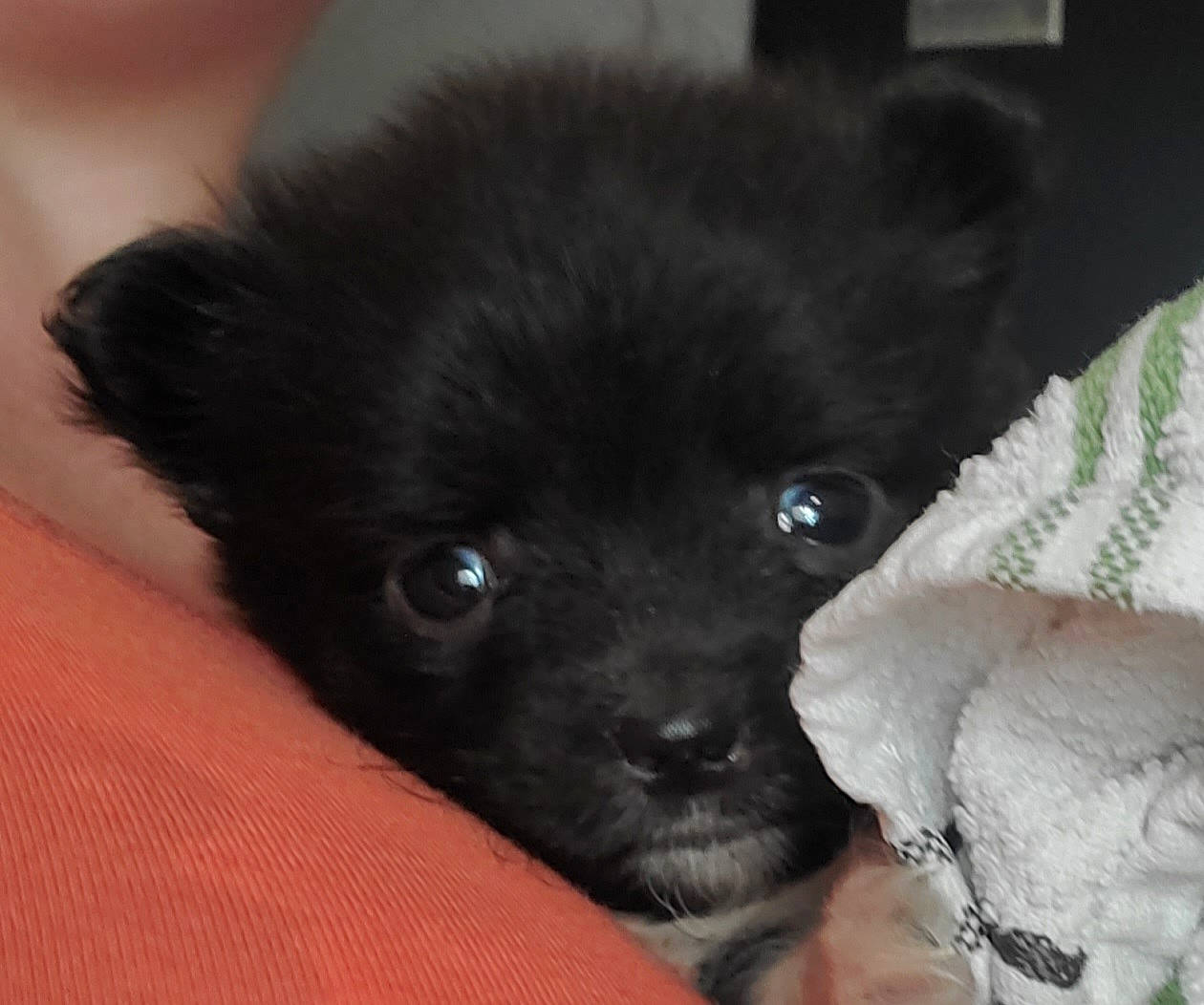 Otto Apocalypse joined the competition — help win amazing prizes! canidae, carnivore, companion_dog, dog, dog_breed, fawn, fur, non_sporting_group, snout, sporting_group, terrestrial_animal, toy_dog, whiskers, working_animal