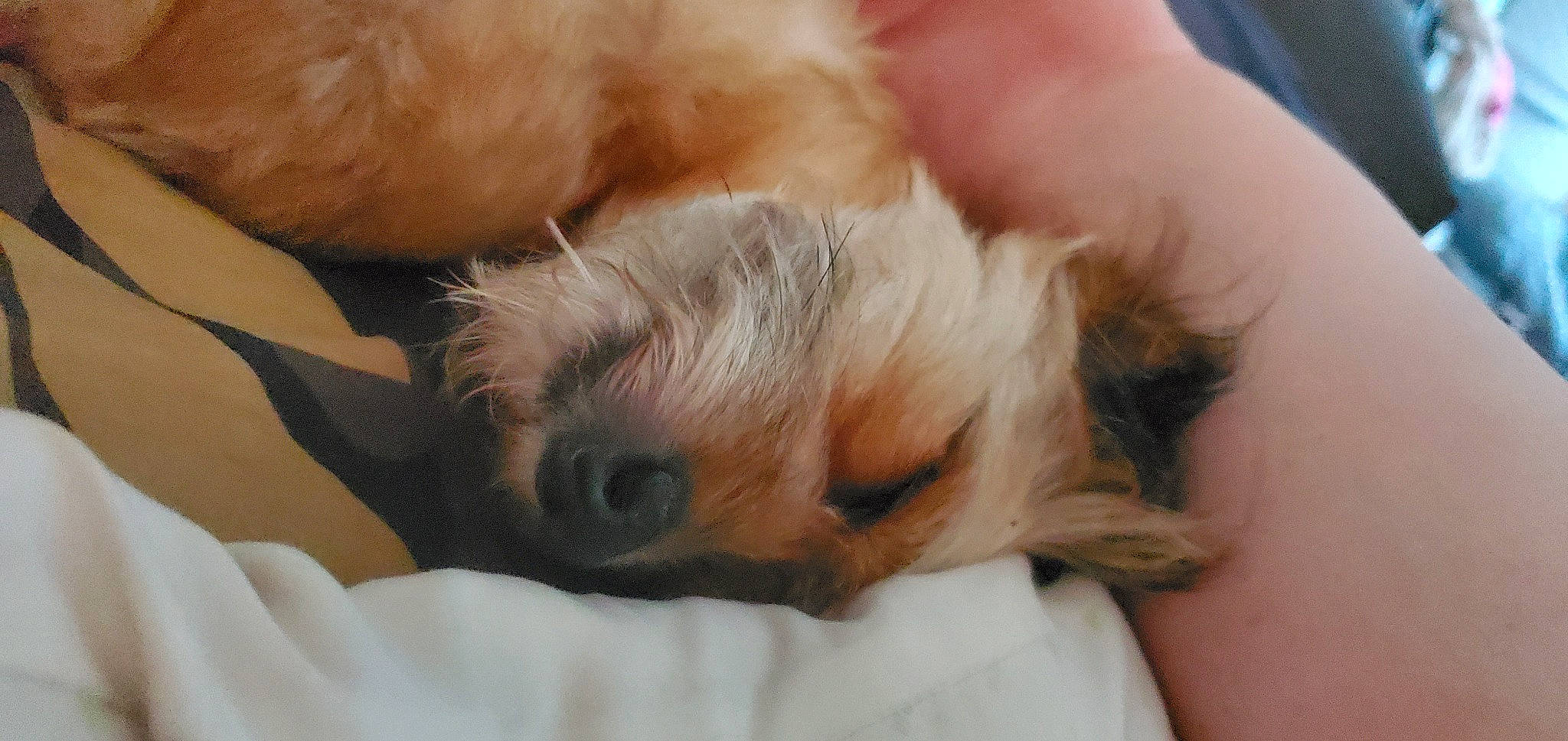 Boo Boo is registered to the contest to win money with this photo: canidae, carnivore, claw, comfort, companion_dog, dog, dog_breed, fawn, felidae, fur, nap, paw, small_terrier, small_to_medium_sized_cats, snout, sporting_group, terrier, toy_dog, whiskers, working_animal