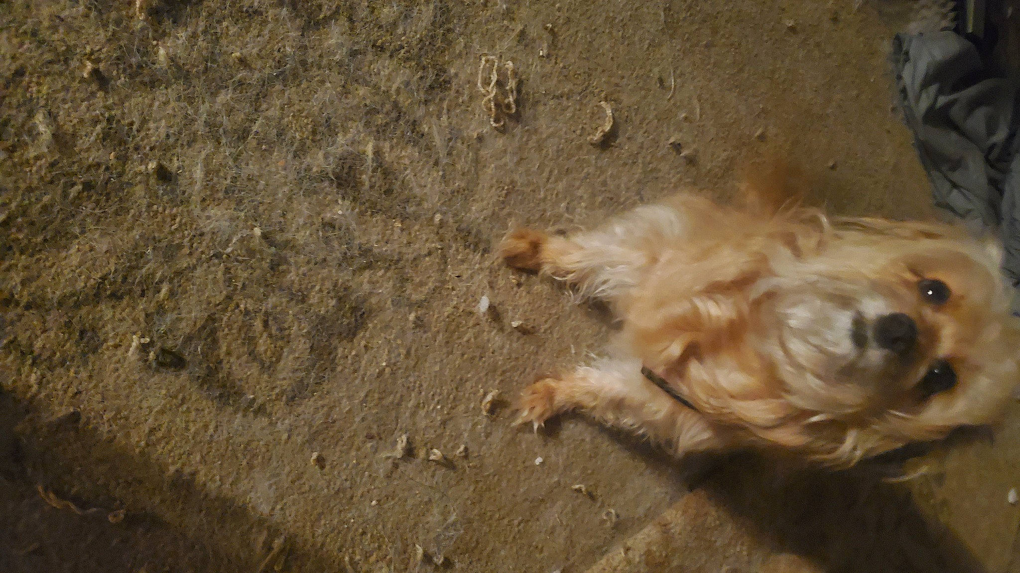 Boo Boo is registered to the contest to win money with this photo: asphalt, canidae, carnivore, companion_dog, dog, dog_breed, dog_collar, dog_supply, fawn, fur, paw, poodle_crossbreed, road_surface, small_terrier, soil, sporting_group, tail, terrier, toy_dog, working_animal