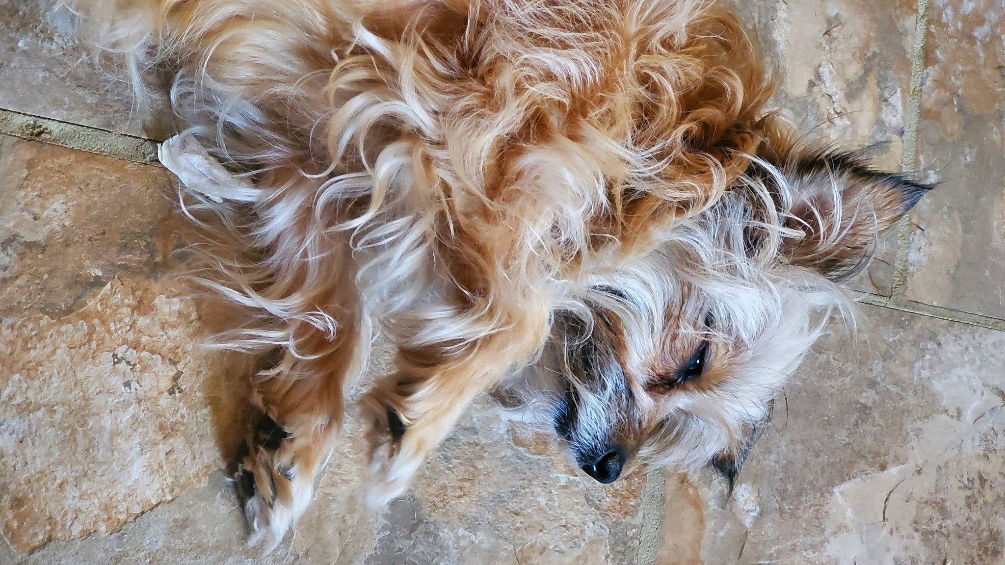 Boo Boo is registered to the contest to win money with this photo: canidae, carnivore, companion_dog, dog, dog_breed, eye, fawn, feather, fur, landscape, snout, sporting_group, tail, terrestrial_animal, toy_dog, whiskers, wildlife, wind_wave, wood, working_animal