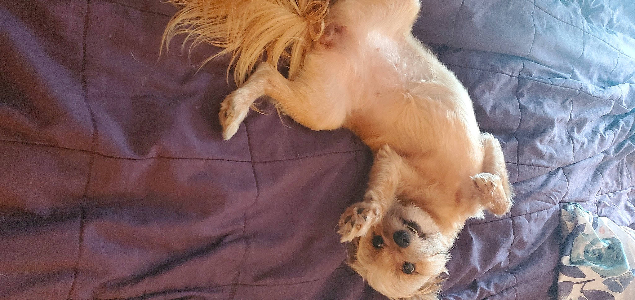 Boo Boo is registered to the contest to win money with this photo: ball, canidae, carnivore, claw, comfort, companion_dog, dog, dog_breed, fawn, felidae, fur, liver, paw, snout, sporting_group, tail, terrestrial_animal, toy_dog, watch, whiskers