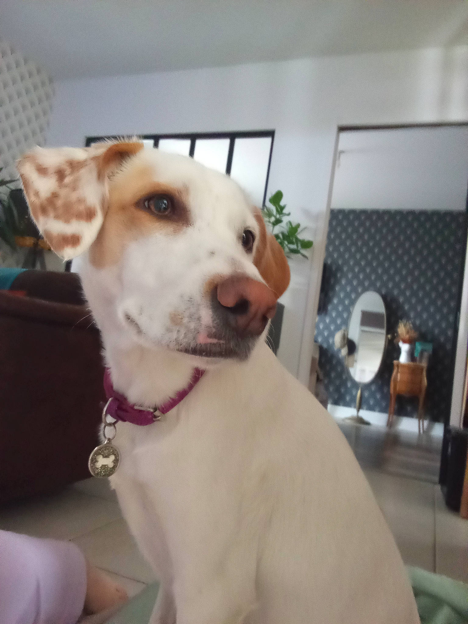 Uma participe au concours pour gagner de l'argent avec cette photo : carnivore, collar, companion_dog, dog, dog_breed, dog_collar, flooring, fur, guard_dog, houseplant, labrador_retriever, leash, paw, plant, retriever, street_dog, tail, whiskers, working_animal, working_dog