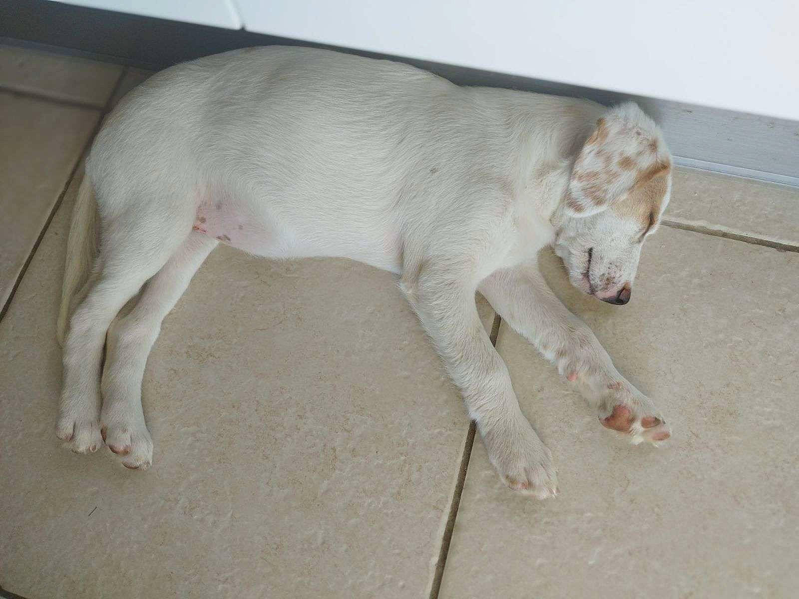 Uma a rejoint le concours — aidez-le/la à gagner de superbes lots ! art, canidae, carnivore, claw, comfort, companion_dog, dog, dog_breed, fawn, foot, fur, non_sporting_group, paw, snout, sporting_group, tail, terrestrial_animal, wood, working_animal