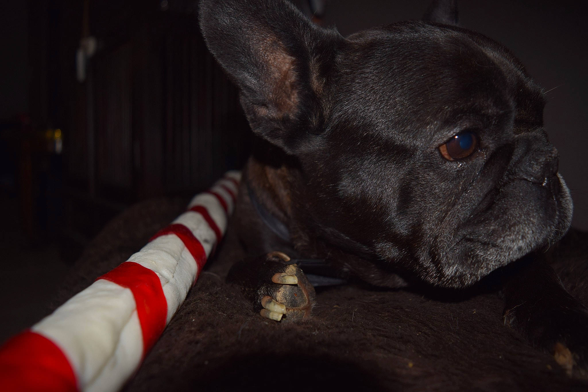 Donuts a rejoint le concours — aidez-le/la à gagner de superbes lots ! bulldog, canidae, carmine, carnivore, collar, comfort, companion_dog, dog, dog_breed, ear, event, fawn, pug, snout, sporting_group, terrestrial_animal, toy_dog, whiskers, working_animal, wrinkle