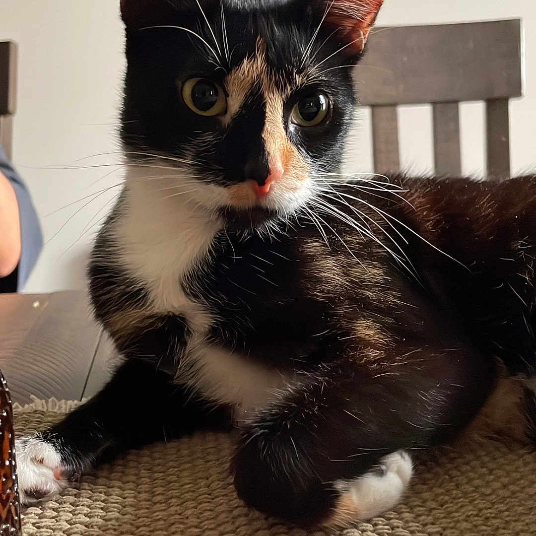 Dani
