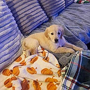Akyra a rejoint le concours — aidez-le/la à gagner de superbes lots ! puppy, dog, golden_retriever, blanket, pumpkin_pattern, couch, pillows, cozy, indoor, pet, fur, soft, resting, cute, young_dog, animal, domestic, comfort, relaxing, living_room