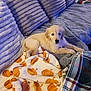 puppy, dog, golden_retriever, blanket, pumpkin_pattern, couch, pillows, cozy, indoor, pet, fur, soft, resting, cute, young_dog, animal, domestic, comfort, relaxing, living_room