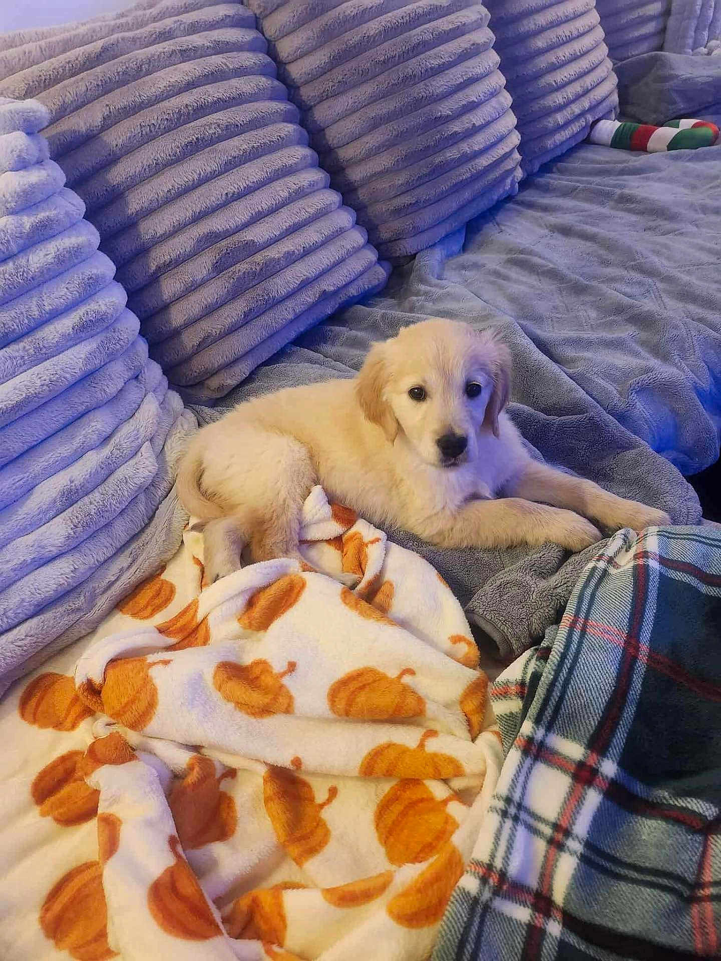 Akyra a rejoint le concours — aidez-le/la à gagner de superbes lots ! puppy, dog, golden_retriever, blanket, pumpkin_pattern, couch, pillows, cozy, indoor, pet, fur, soft, resting, cute, young_dog, animal, domestic, comfort, relaxing, living_room