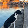 Sissou participe au concours pour gagner de l'argent avec cette photo : dog, black_and_white, river, bridge, sunset, water, reflection, sidewalk, outdoor, animal, pet, calm, nature, evening, urban, architecture, quiet, sky, walking_path, canine