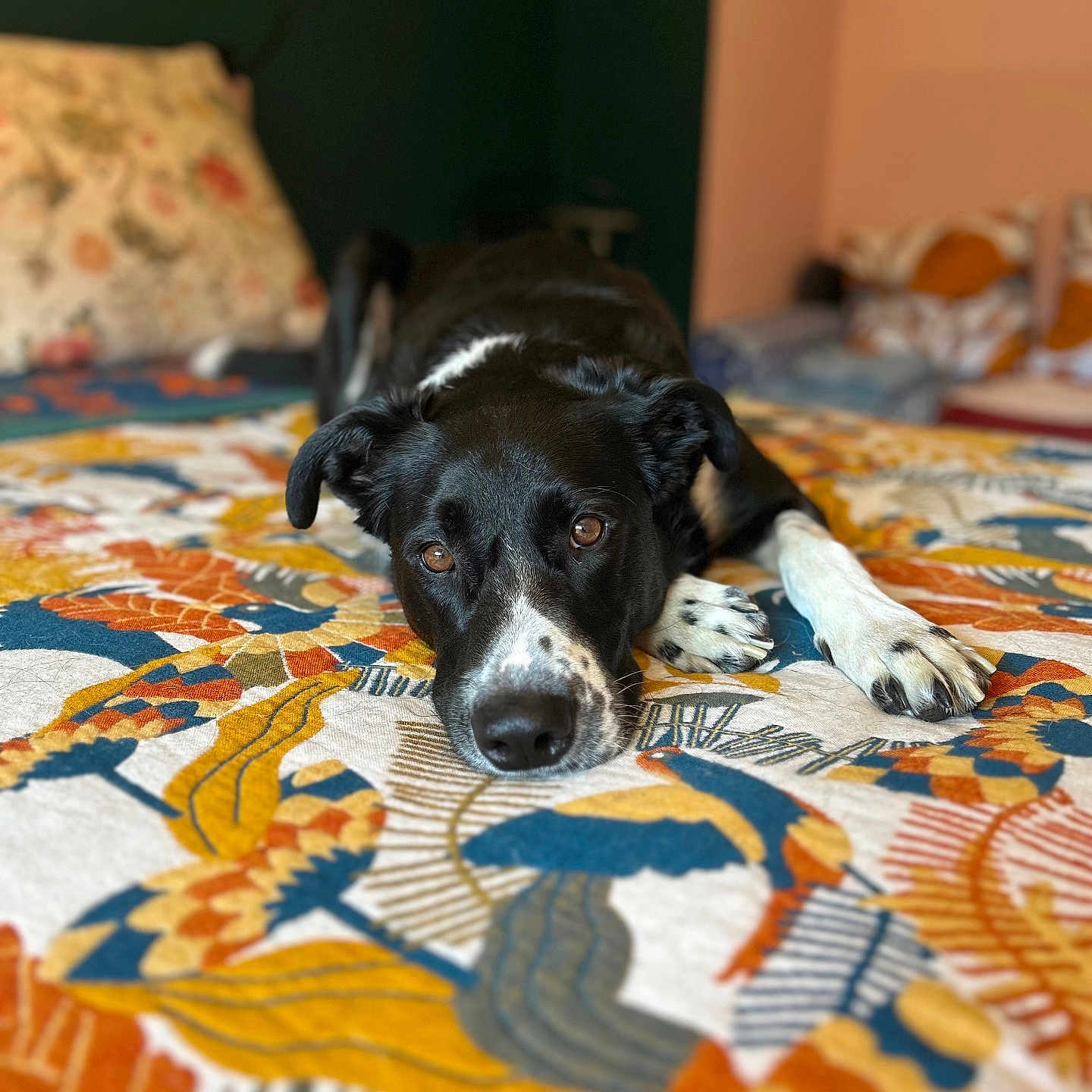 Sissou a rejoint le concours — aidez-le/la à gagner de superbes lots ! dog, black_and_white, bed, patterned_bedspread, indoor, pillow, cozy, lying_down, pet, animal, ears, nose, fur, eyes, room, wall, comfort, resting, close_up, focus