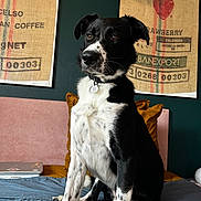 Sissou a rejoint le concours — aidez-le/la à gagner de superbes lots ! dog, black_and_white, bed, pillows, indoor, wall_art, coffee_sack, sitting, portrait, pet, collar, furniture, blanket, decor, animal, canine, room, domestic, fur, cute