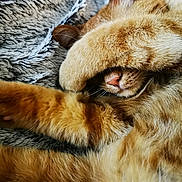 Apache a rejoint le concours — aidez-le/la à gagner de superbes lots ! cat, orange_tabby, paw, nose, fur, sleeping, covered_face, blanket, texture, cozy, cute, pet, animal, whiskers, relaxed, indoor, closeup, soft, feline, resting