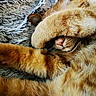 cat, orange_tabby, paw, nose, fur, sleeping, covered_face, blanket, texture, cozy, cute, pet, animal, whiskers, relaxed, indoor, closeup, soft, feline, resting