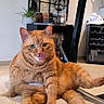 Apache participe au concours pour gagner de l'argent avec cette photo : cat, orange_tabby, pet, indoor, carpet, mirror, plant, furniture, licking_nose, relaxed_pose, playful, cozy, home_interior, decor, reflection, table, paw, whiskers, cute, animal