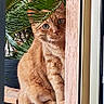 cat, ginger_cat, orange_cat, pet, animal, plant, green_leaves, palm_leaves, air_conditioner, wooden_platform, curious, peeking, indoor, window_frame, pink_wall, feline, cute, sitting, domestic_cat, houseplant