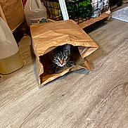 Coquito is registered to the contest to win money with this photo: cat, tabby, paper_bag, floor, wooden_floor, indoor, pet, animal, curious, container, household_items, plastic_bottle, storage_basket, clutter, feline, whiskers, ears, eyes, hiding, shadow