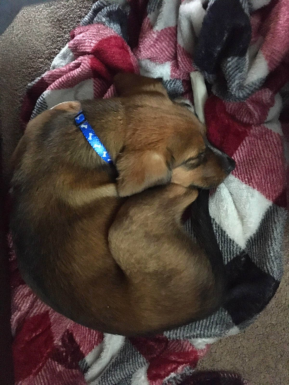 Buddy joined the competition — help win amazing prizes! brown, canidae, carnivore, collar, comfort, companion_dog, dog, dog_breed, dog_supply, fawn, fur, linens, liver, nap, pattern, pet_supply, snout, sporting_group, tail, working_animal