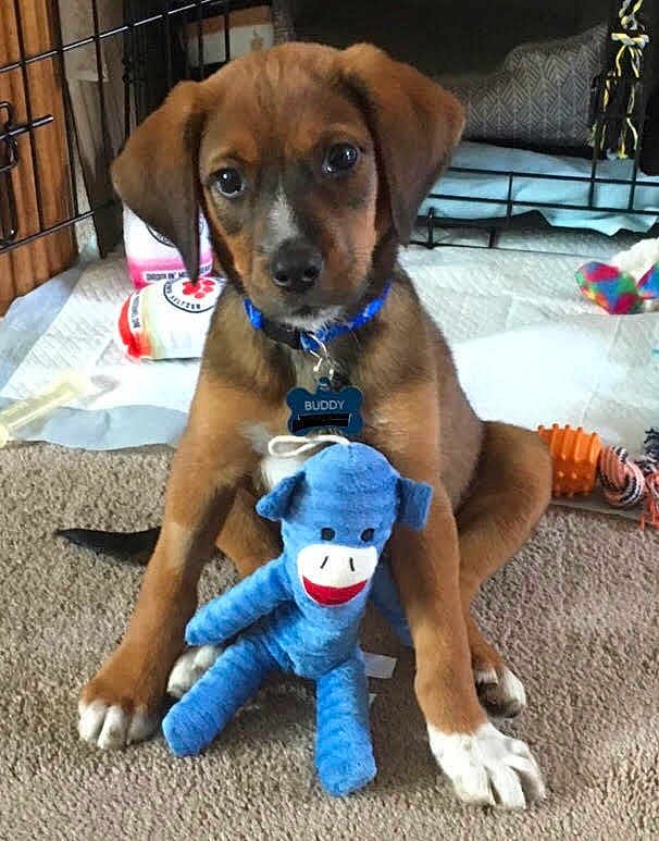 Buddy