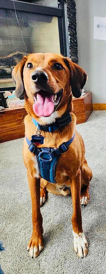 Older Version Of Buddy