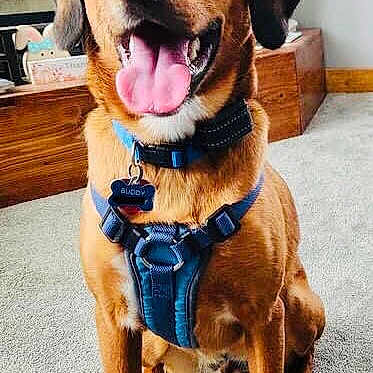 Older Version Of Buddy