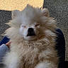 Kilo joined the competition — help win amazing prizes! dog, fluffy, white, sleeping, pet, animal, outdoor, lap, relaxed, cute, small_dog, fur, paw, sunlight, shadow, resting, companion, adorable, cozy, calm