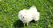 Kilo is registered to the contest to win money with this photo: dog, white_dog, fluffy, grass, field, flowers, yellow_flowers, greenery, outdoor, pet, leash, small_dog, nature, sunlight, daytime, cute, animal, fur, walking, playful
