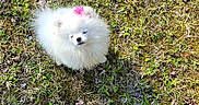 Kilo is registered to the contest to win money with this photo: adorable, animal, cute, dog, flower, fluffy, footwear, grass, ground, leaf, looking_up, nature, outdoor, pet, pomeranian, puppy, small, sneaker, sunlight, white