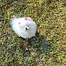 Kilo is registered to the contest to win money with this photo: dog, pomeranian, puppy, white, fluffy, flower, grass, outdoor, pet, cute, small, animal, nature, leaf, ground, sunlight, footwear, sneaker, looking_up, adorable
