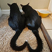 Luna is registered to the contest to win money with this photo: cats, black_cats, pets, animals, indoor, home, carpet, floor, food_bowls, feeding_area, sitting, back_view, tails, curled_tails, furry, kitten, domestic_animals, wall, corner, symmetry