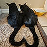 cats, black_cats, pets, animals, indoor, home, carpet, floor, food_bowls, feeding_area, sitting, back_view, tails, curled_tails, furry, kitten, domestic_animals, wall, corner, symmetry