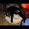 Luna is registered to the contest to win money with this photo: cat, black_cat, pet, animal, feline, lying_down, relaxed, sleepy, paw, fur, glossy_coat, cushion, stool, furniture, indoor, home, cozy, orange_light, portrait, humor