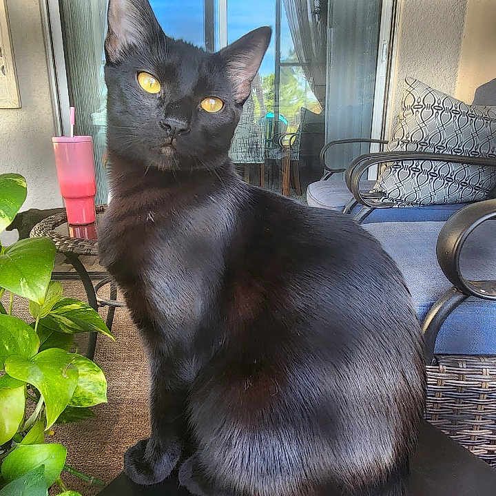 Luna